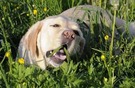 The Joy of Owning a Labrador Retriever: A Pet Parent’s Guide