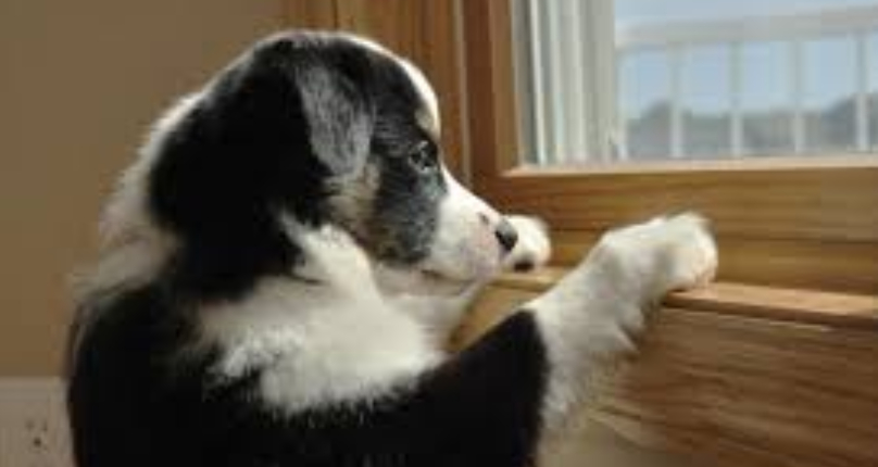 Can Dogs Smell Our Stress and How Can It Affect Them?