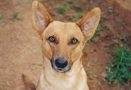 1 - The Rise of Natural Pet Care