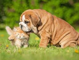 1 - The Rise of Natural Pet Care