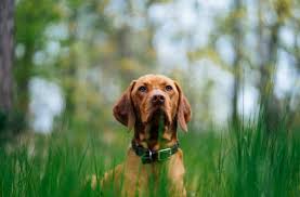 1 - The Rise of Natural Pet Care Pet Stays