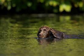 1 - The Rise of Natural Pet Care Pet Stays