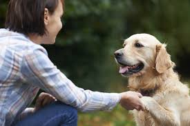 What Words Do Dogs Respond Best To?