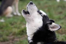What Words Do Dogs Respond Best To?