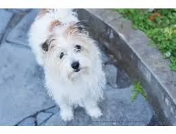 12 Devoted Rescue Groups Melbourne