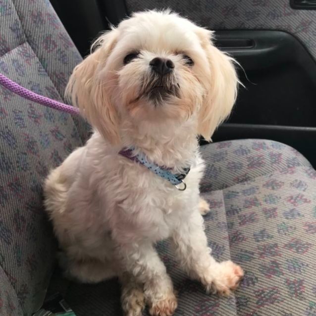 12 Awesome Rescue Groups Melbourne