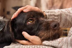 What Words Do Dogs Respond Best To?