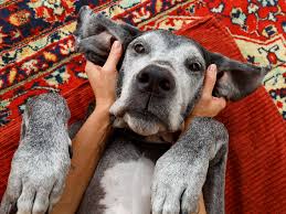 What Words Do Dogs Respond Best To?