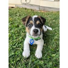 12 Awesome Rescue Groups Melbourne
