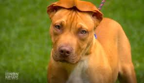 12 Awesome Rescue Groups Melbourne