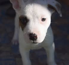 12 Awesome Rescue Groups Melbourne
