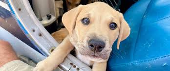 12 Awesome Rescue Groups Melbourne