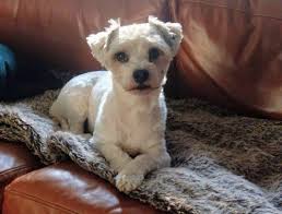 12 Devoted Rescue Groups Melbourne