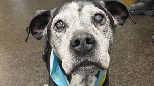 12 Devoted Rescue Groups Melbourne