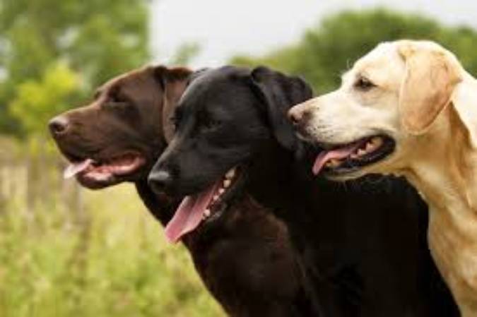 The Joy of Owning a Labrador Retriever: A Pet Parent’s Guide