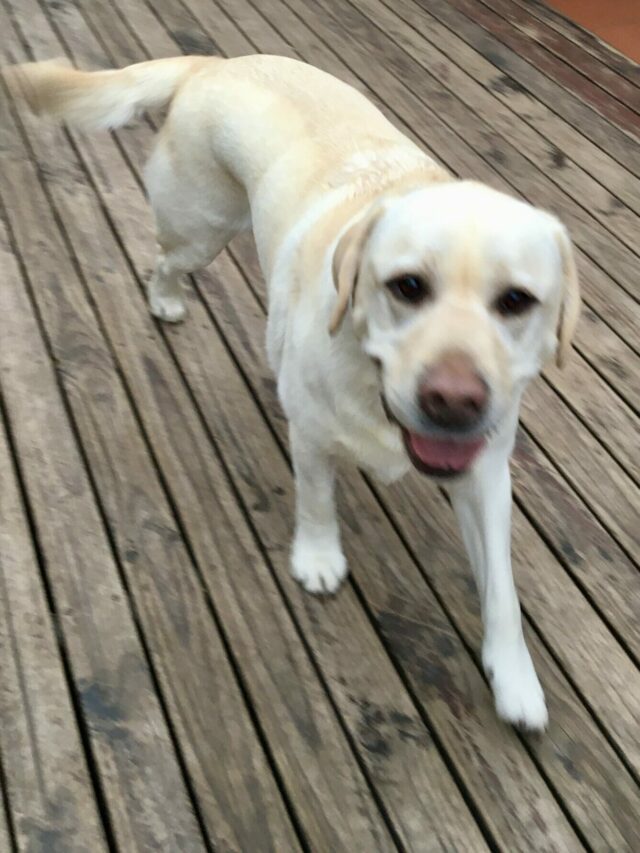 The Joy of Owning a Labrador Retriever: A Pet Parent’s Guide